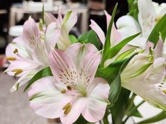 -花舍·新派粤菜·西餐·下午茶(亚运村·鸟巢店)