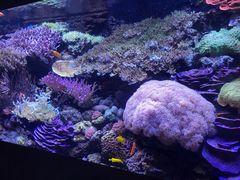 -西雅图水族馆