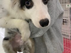 -翊宠yipet猫狗购宠庄园犬舍•猫舍