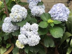 -静岸花卉园艺(三星坊店)