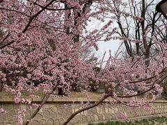 -元大都城垣遗址公园