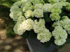 -上海鲜花港