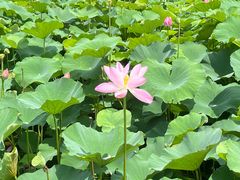 -荷塘月色湿地公园·向阳花洲