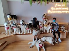 -Husky Go! 哈士奇体验馆·宠物咖啡厅狗咖