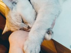 -李小姐の猫咖啡馆(五角场店)