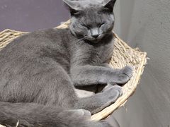 -藏猫猫咖啡主题馆(中央大道店)