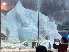 -帝企鹅自助餐厅•儿童岛•真企鹅(长隆企鹅酒店)