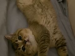 -瑞鹏宠物医院·骨科·猫科·内科(第一中心)