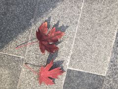 -天泽祥鼓楼馒头(北河沿大街店)