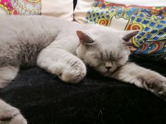 -more than meow吴止猫主题餐厅(承德 中船汇店)