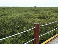 -北海金海湾红树林生态旅游区