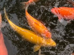 -西湖外事游船(花港观鱼码头)