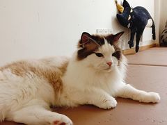 -猫在这儿猫咪咖啡馆·撸猫馆
