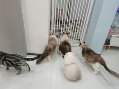 -糯米喵星人·撸猫猫舍咖啡馆(西市场嘉华店)