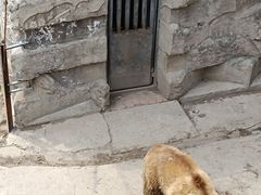 -哈尔滨北方森林动物园