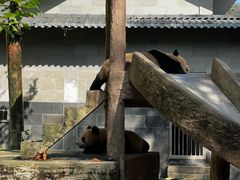 -中国大熊猫保护研究中心雅安碧峰峡基地