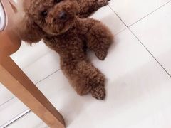 -米苏动物医院·犬猫专科·骨科外科内窥镜