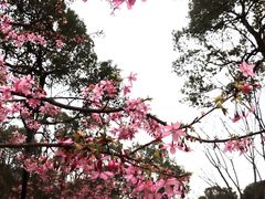 -南山植物园