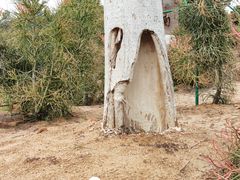 -东莞植物园