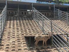 -北京鹿世界主题园