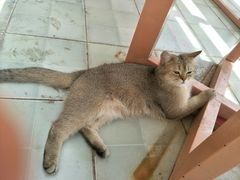 -喵屿·大理花园猫咖