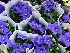 -双季花艺园艺市场(浦东店)