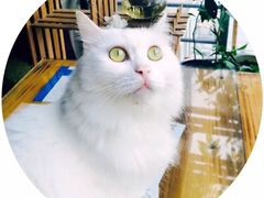 -萌喵咖啡屋(人民东路4号口M16商铺店)