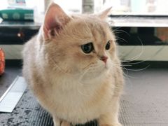 -糯米喵星人总部直营旗舰店·猫舍·幼猫出售