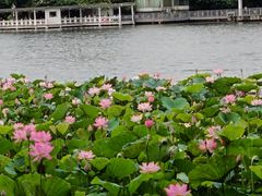 -荔湾湖公园