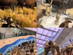 -陕西自然博物馆