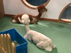 -藦茜花园宠物主题亲子互动体验馆(国顺东路店)