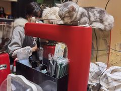 -猫色咖啡·猫咖