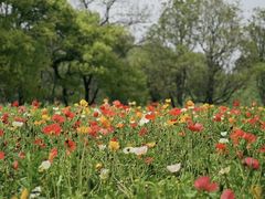 -上海共青森林公园