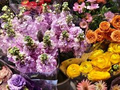 -花鸟鱼虫鲜花绿植市场(玉泉路店)