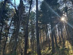 -五营红松林海景区