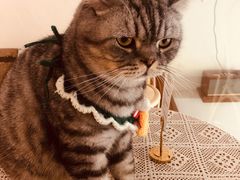-猫友咖啡店(玉林西路店)