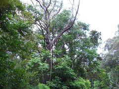 -热带雨林自然公园