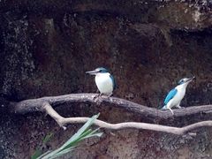 -新加坡飞禽公园