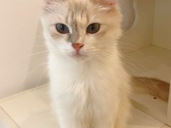 -猫域·湾主题猫咖·宠物吧(南坪城市广场店)
