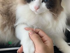 -Catmate·猫肥家润(金润铂宫店)