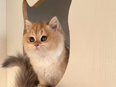 -东方名猫馆·英短金渐层布偶猫舍(环线广场1号楼店)