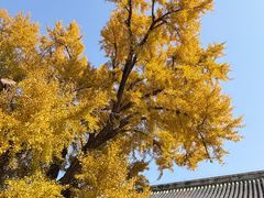 -大觉寺-停车场
