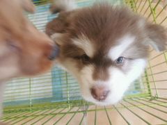 -Let's go狗咖·猫咖·奶狗·桌游(春熙路IFS店)