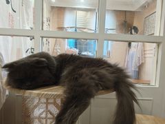 -楼上猫咖(罗湖店)