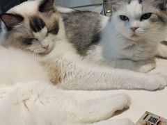 -怪兽屋·羊驼·猫咖·狗咖(俊华广场店)