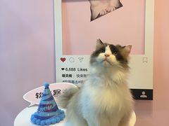 -三花喵·撸猫购宠·宠物生活馆(虹桥南丰城店)