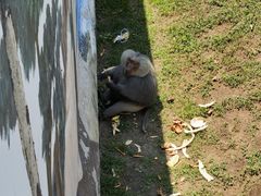 -西霞口神雕山野生动物世界