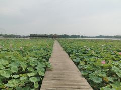 -石家庄市植物园