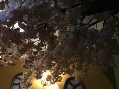 -猫猫幼稚园·撸猫·桌游·电玩