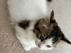 -伟伟宠物医院·瑞派猫友好医院·猫科(光谷店)